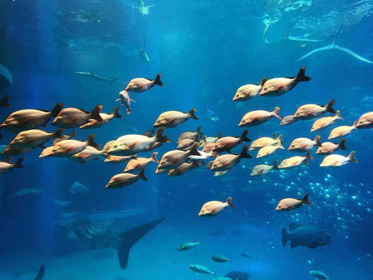 khách sạn, nhật bản, vé máy bay, điểm đến, khám phá thủy cung nhật bản – osaka aquarium kaiyukan “đẹp quên lối về”