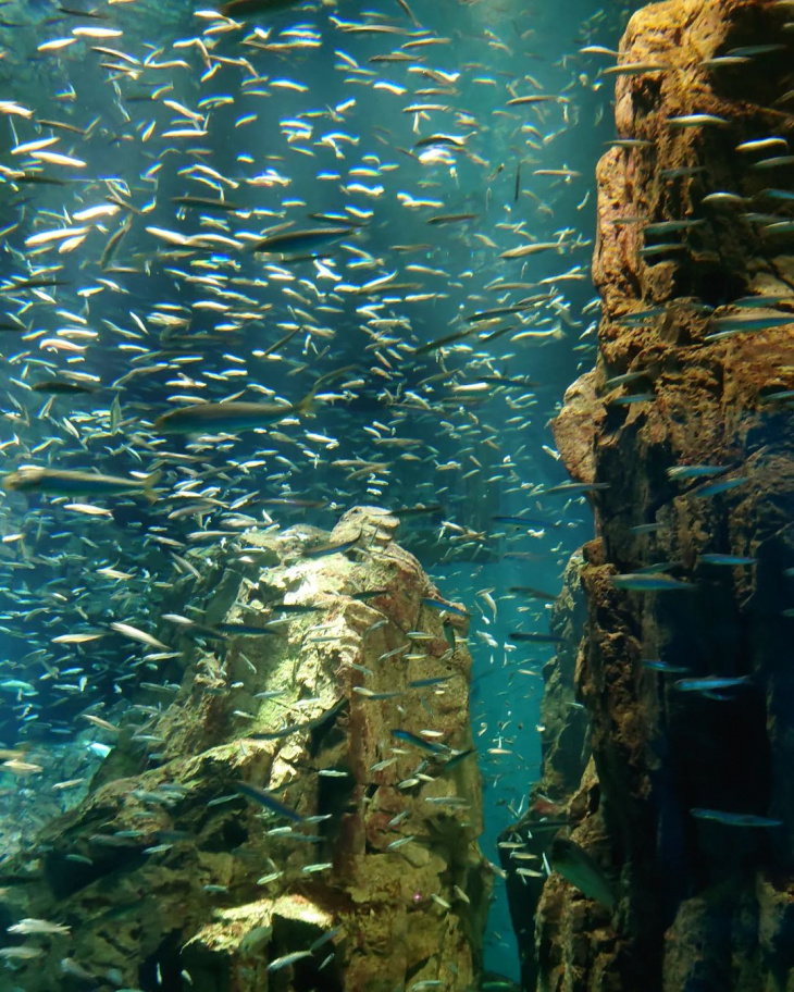 khách sạn, nhật bản, vé máy bay, điểm đến, khám phá thủy cung nhật bản – osaka aquarium kaiyukan “đẹp quên lối về”