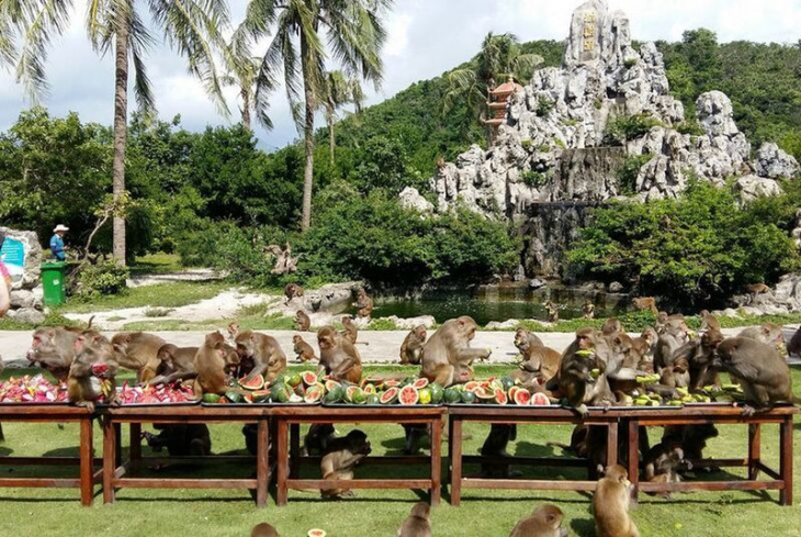 Đảo khỉ Nha Trang – Nơi tận hưởng niềm vui cùng thiên nhiên  