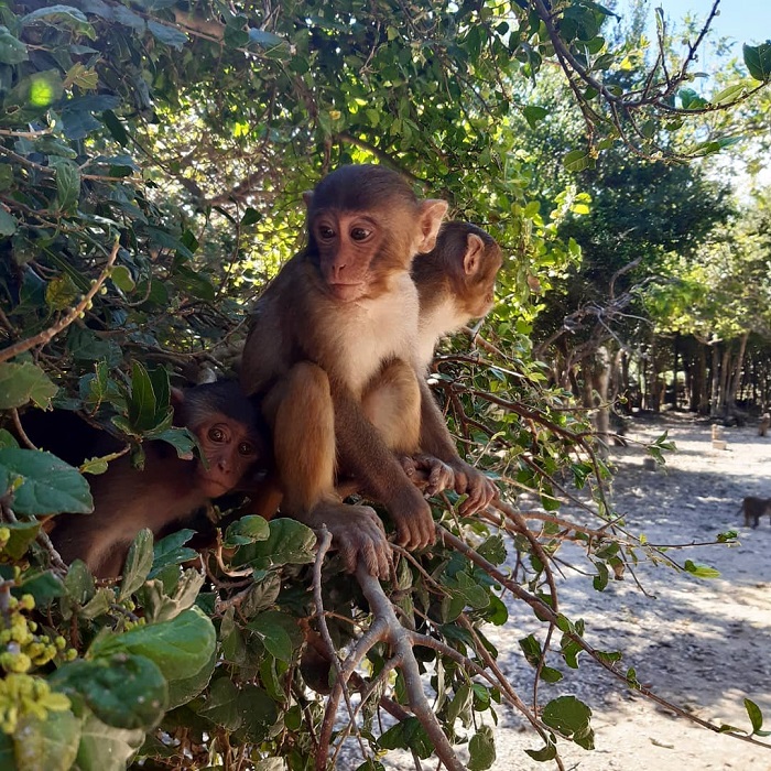 cẩm nang, khám phá, trải nghiệm, khám phá thế giới của loài khỉ ở đảo khỉ nha trang
