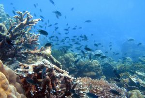 Khám phá thiên nhiên với hoạt động lặn biển Phú Quốc