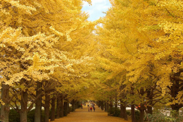 Những con đường mùa thu đẹp tựa tranh vẽ tại Hàn Quốc, Nhật Bản