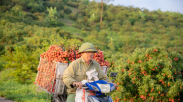 Weekend to pick lychees in Bac Giang