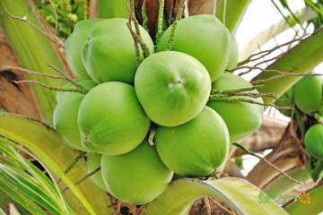 Lợi ích dinh dưỡng của quả dừa đối với sức khỏe