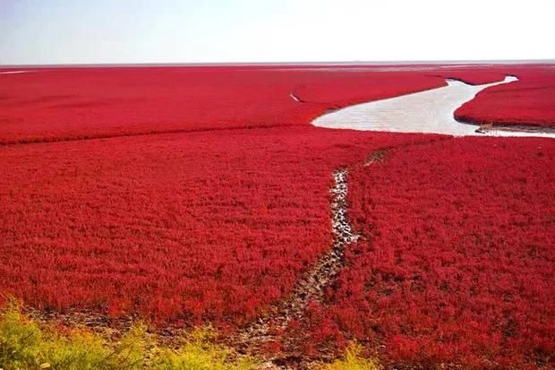 bãi biển màu đỏ, địa điểm du lịch, , khám phá, trải nghiệm, bãi biển trong xanh cứ đến mùa thu là chuyển màu đỏ sặc sỡ đẹp mê hồn