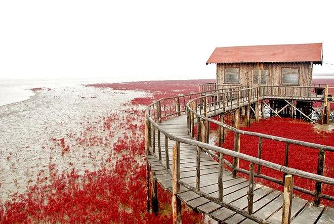 bãi biển màu đỏ, địa điểm du lịch, , khám phá, trải nghiệm, bãi biển trong xanh cứ đến mùa thu là chuyển màu đỏ sặc sỡ đẹp mê hồn
