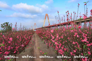 Dắt tay nhau đi du lịch Hà Nội theo những mùa hoa