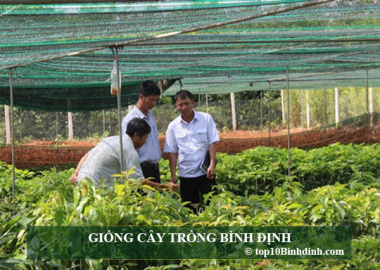 Top 10 Trại cây giống uy tín – chất lượng tại Quy Nhơn Bình Định