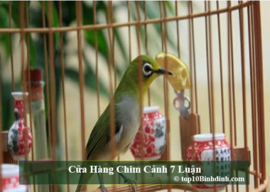 Top 10 Cửa hàng chim cảnh nổi bật tại Quy Nhơn Bình Định
