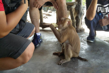 Monkey Island Eco Forest Park: a Peculiar Adventure in Ho Chi Minh City