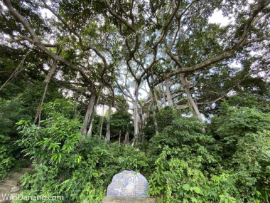 Cây Đa ngàn năm Sơn Trà, Đà Nẵng - hơn 800 năm tuổi