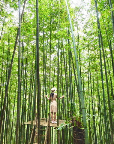 Rủ rê đồng bọn check-in tọa độ những rừng trúc cảnh đẹp như tranh tại Việt Nam