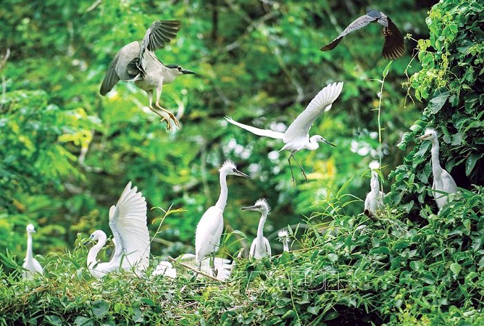 vườn chim bạc liêu, khám phá, trải nghiệm, đến vườn chim bạc liêu, khám phá thiên nhiên hùng vĩ ấn tượng