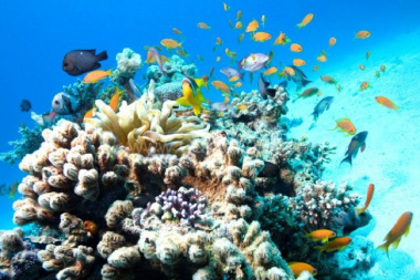 Top 8 địa điểm lặn ngắm san hô đẹp nhất Việt Nam mùa hè này bạn không thể bỏ qua