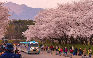Top 10 điểm ngắm hoa anh đào tại Seoul đẹp nhất
