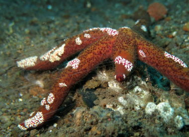 Top 10 sinh vật biển bạn không tin rằng chúng có tồn tại
