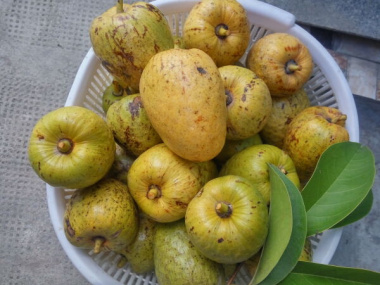 Top 10 đặc sản trái cây độc lạ chỉ có ở miền Tây Nam Bộ