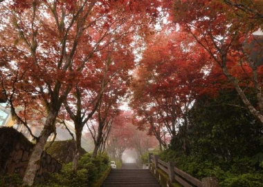 Top 10 địa điểm ngắm lá phong đẹp vào mùa thu tại Đài Loan