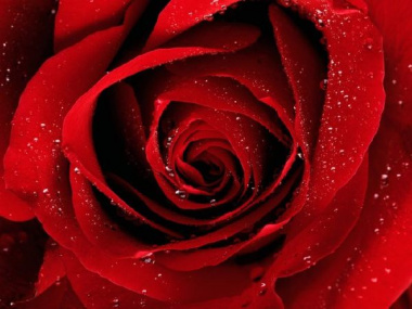 Top 9 ý nghĩa màu hoa hồng bạn nên biết để không mất điểm khi tặng hoa