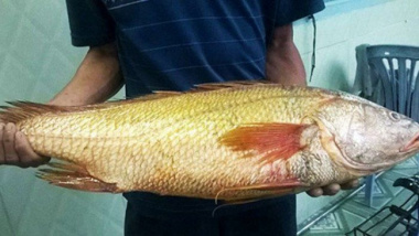 Top 9 loại cá quý hiếm và đắt nhất Việt Nam