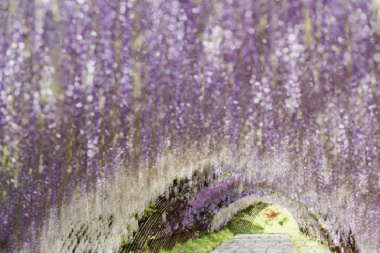 Top 10 địa điểm ngắm cây tử đằng tại Nhật Bản