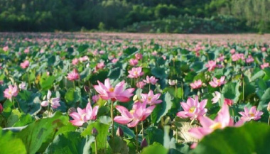 Top 10 đầm hoa sen đẹp nhất Việt Nam