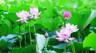 Top 10 địa điểm những cánh đồng hoa ở Hà Nội