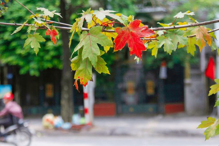 khám phá, trải nghiệm, tháng 8 mùa thu chạm ngõ – hàng phong đầu tiên của đường phố hà nội đang chuyển màu lá đỏ !