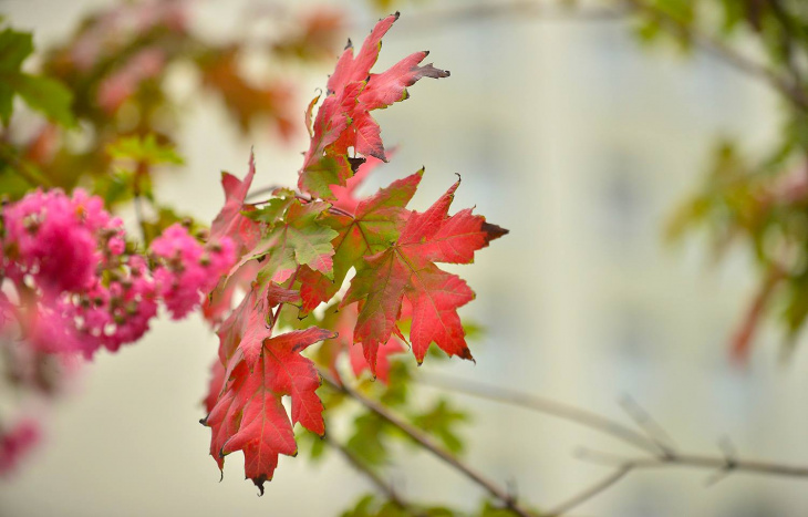 khám phá, trải nghiệm, tháng 8 mùa thu chạm ngõ – hàng phong đầu tiên của đường phố hà nội đang chuyển màu lá đỏ !