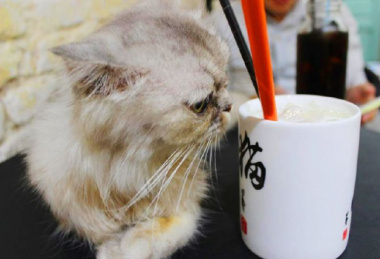 Top 10 quán cà phê thú cưng siêu đáng yêu tại TPHCM