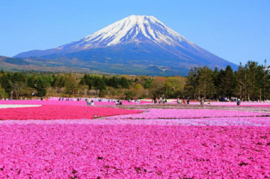 Top 11 vườn hoa đẹp nhất thế giới khiến bạn mê mẩn