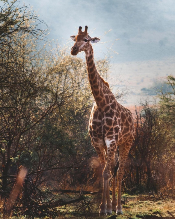 check-in công viên bảo tồn quốc gia pilanesberg nam phi khám phá thế giới động vật hoang dã 