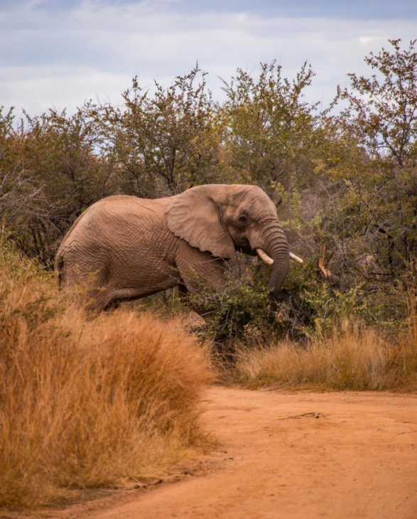 check-in công viên bảo tồn quốc gia pilanesberg nam phi khám phá thế giới động vật hoang dã 