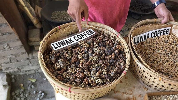cà phê chồn indonesia, khám phá, trải nghiệm, vì sao cà phê chồn indonesia thuộc top cà phê đắt nhất thế giới?