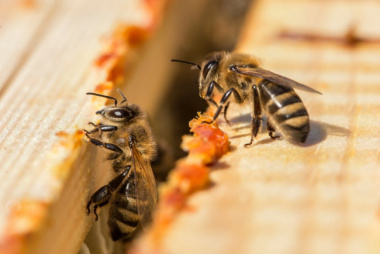 4 lợi ích của keo ong khiến nhiều người bất ngờ