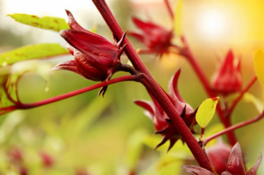 Trà hoa bụp giấm: Thần dược tuyệt vời cho sức khỏe