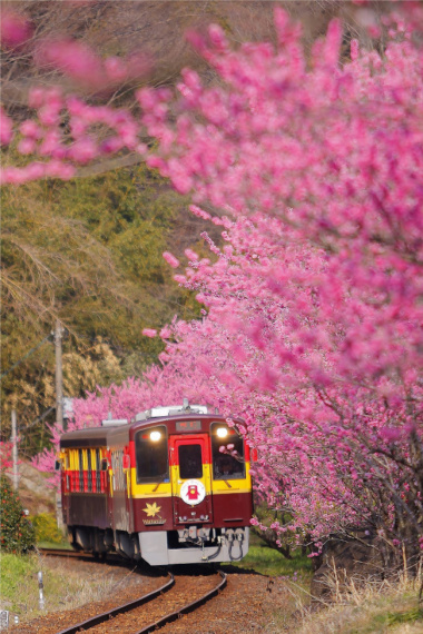 Đi tàu ngắm hoa - Watarase Keikoku Railway