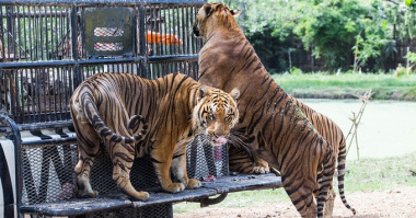 Kinh Nghiệm Du Lịch Safari World Bangkok Cập Nhật Mới
