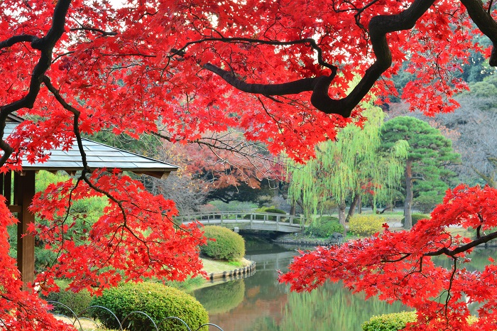 địa điểm ngắm lá đỏ ở tokyo, khám phá, trải nghiệm, 5 địa điểm ngắm lá đỏ ở tokyo nhất định phải ghé khi đến nhật bản vào mùa thu