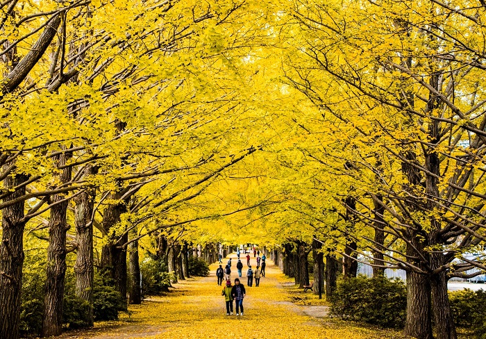 địa điểm ngắm lá đỏ ở tokyo, khám phá, trải nghiệm, 5 địa điểm ngắm lá đỏ ở tokyo nhất định phải ghé khi đến nhật bản vào mùa thu