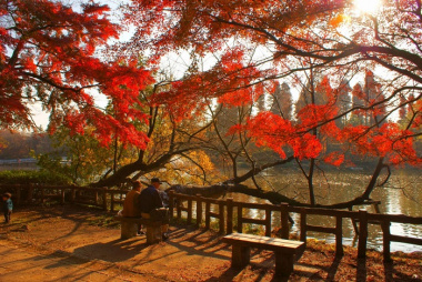 5 địa điểm ngắm lá đỏ ở Tokyo nhất định phải ghé khi đến Nhật Bản vào mùa thu