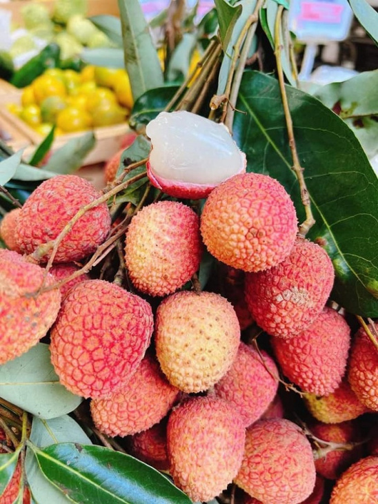 các loại trái cây đặc sản miền bắc, khám phá, trải nghiệm, khám phá các loại trái cây đặc sản miền bắc ngon nức tiếng 