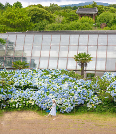 Mùa hoa cẩm tú cầu ở Jeju