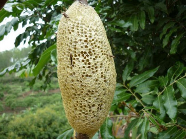 Mật ong rừng – món quà Đà Lạt quý giá