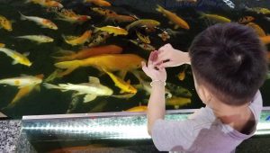 Top 10+ quán cafe cá Koi được yêu thích tại thành phố Hồ Chí Minh
