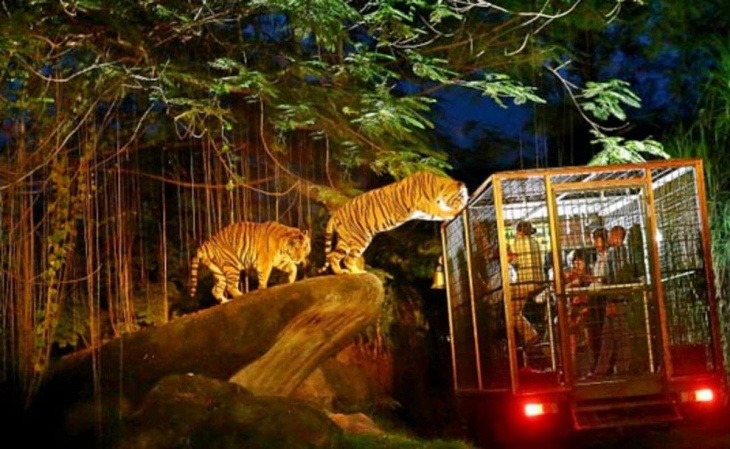 Địa điểm du lịch Singapore Night Safari có gì hấp dẫn?, Khám Phá