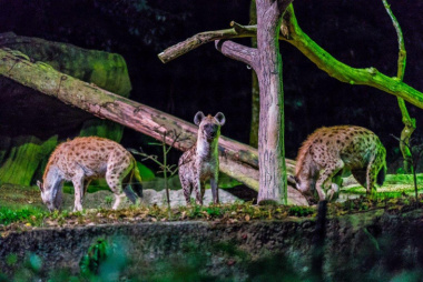 Địa điểm du lịch Singapore Night Safari có gì hấp dẫn?