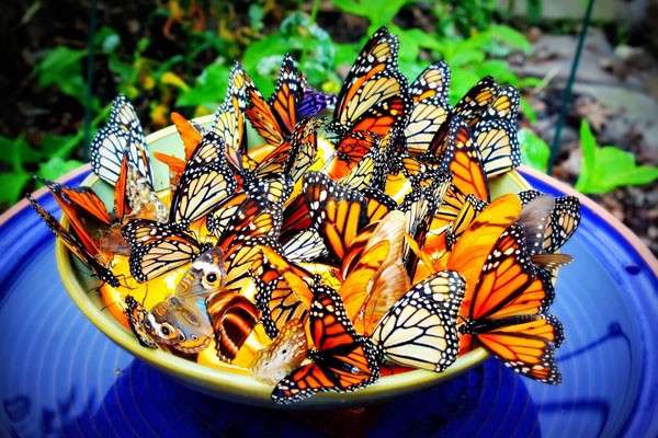 Chiêm ngưỡng vẻ đẹp rực rỡ của vườn bướm thái lan – Saithip Butterfly Garden