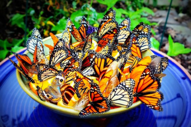 Chiêm ngưỡng vẻ đẹp rực rỡ của vườn bướm thái lan - Saithip Butterfly Garden