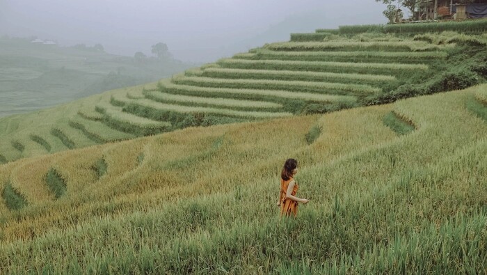 rộn ràng du lịch sapa mùa lúa chín: vẻ đẹp của mùa vàng khiến bao du khách nao lòng